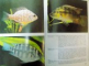 ENCYCLOPEDIE DES POISSONS D ' AQUARIUM , 1986