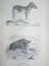 ENCYCLOPEDIE D'HISTOIRE NATURELLE OU TRAITE COMPLET DE CETTE SCIENCE. PACHYDERMES, RUMINANTS, EDENTES, CETACES, MARSUPIAUX ET MONOTREMES par LE D' CHENU,  PARIS