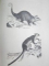 ENCYCLOPEDIE D'HISTOIRE NATURELLE OU TRAITE COMPLET DE CETTE SCIENCE. PACHYDERMES, RUMINANTS, EDENTES, CETACES, MARSUPIAUX ET MONOTREMES par LE D' CHENU,  PARIS