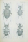 FAUNA REPUBLICII POPULARE ROMANE , INSECTA , VOL. X , FASCICULA 2 : FAMILIA CARAIDAE , de S. PANIN , 1955