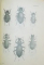 FAUNA REPUBLICII POPULARE ROMANE , INSECTA , VOL. X , FASCICULA 2 : FAMILIA CARAIDAE , de S. PANIN , 1955