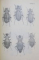 FAUNA REPUBLICII POPULARE ROMANE , INSECTA , VOL. X , FASCICULA 2 : FAMILIA CARAIDAE , de S. PANIN , 1955