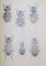 FAUNA REPUBLICII POPULARE ROMANE , INSECTA , VOL. X , FASCICULA 2 : FAMILIA CARAIDAE , de S. PANIN , 1955