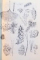 FLORA ILUSTRATA A ROMANIEI de VASILE CIOCIRLAN , 1988