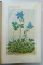 FLORA ROMANIEI de I. SIMIONESCU , 664 FIGURI IN TEXT , 12 TABELE , 2 IN CULORI , 1939