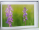 FLORAGRAF. ALBUM DE FOTOGRAFIE CU TEXT SI EXPLICATII IN LIMBILE: ENGLEZA, ROMANA, MAGHIARA, de NEMES MADOCSA NANDOR, 2026