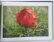 FLORAGRAF. ALBUM DE FOTOGRAFIE CU TEXT SI EXPLICATII IN LIMBILE: ENGLEZA, ROMANA, MAGHIARA, de NEMES MADOCSA NANDOR, 2026