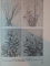 FLORICULTURA de V.SONEA , AFRODITA PAVEL, NATALIA AILINCAI , ELENA SELARU * PREZINTA PETE PE BLOCUL DE FILE