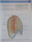 GRAY `S ANATOMY FOR STUDENTS, 2010