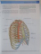 GRAY `S ANATOMY FOR STUDENTS, 2010