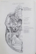 GRAY'S  ANATOMY , A FACSIMILE by HENRY GRAY , drawings by H.V. CARTER , 2001