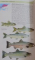 HAMLYN GUIDE TO FRESHWATER FISH OF BRITAIN AND EUROPE by PETER S. MAITLAND & KEITH LINSELL , 2009