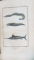 HISTOIRE NATURELLE, GENERALE ET PARTICULIERE DES POISSONS par C. S. SONNINI - PARIS, 1804