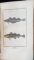 HISTOIRE NATURELLE, GENERALE ET PARTICULIERE DES POISSONS par C. S. SONNINI - PARIS, 1804