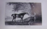 HORSE-BREEDING IN ENGLAND AND INDIA AND ARMY HORSES ABROAD by SIR WALTER GILBEY (1901)