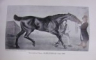 HORSE-BREEDING IN ENGLAND AND INDIA AND ARMY HORSES ABROAD by SIR WALTER GILBEY (1901)