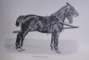HORSE-BREEDING IN ENGLAND AND INDIA AND ARMY HORSES ABROAD by SIR WALTER GILBEY (1901)