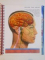 HUMAN BODY - GYANT POSTERS , GUIDE , 2006