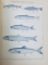 JOSEPH FAVRE, DICTIONNAIRE UNIVERSEL DE CUISINE ENCYCLOPEDIE ILLUSTREE D'HYGIENE ALIMENTAIRE, 4 VOLUME - PARIS 1833