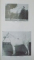 L ELEVAGE DU CHEVAL  EN ROUMANIE , 1938