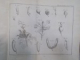 La Physique des Arbres ou il est traite de l'anatomie des plantes, Paris 1788
