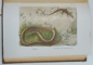 LA VIE DES REPTILES DE LA FRANCE CENTRALE , 11 PLANCHES EN QUADRICHROME , 24 PLANCHES EN HELIOGRAVURE  par RAYMOND ROLLINAT , 1934