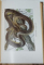 LA VIE DES REPTILES DE LA FRANCE CENTRALE , 11 PLANCHES EN QUADRICHROME , 24 PLANCHES EN HELIOGRAVURE  par RAYMOND ROLLINAT , 1934