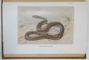 LA VIE DES REPTILES DE LA FRANCE CENTRALE , 11 PLANCHES EN QUADRICHROME , 24 PLANCHES EN HELIOGRAVURE  par RAYMOND ROLLINAT , 1934