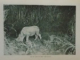 LE CHASSE AUX FAUVES AVEC LA CARABINE ET LE FILM par C.T. STONEHAM, PARIS  1935