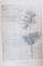LE PIANTE E GLI ANIMALI IN LEONARDO DA VINCI di GIAMBATTISTA DE TONI  1922