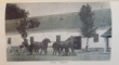 L'ELEVAGE DU CHEVAL EN ROUMANIE  1938