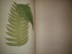 Les fougères, choix des espèces les plus remarquables pour la décoration des serres, parcs, jardins et salons, suivi de leur histoire botanique & horticole des selaginelles par E. Roze, Tome second  1868