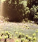 LES PAYSAGES PARTAGES par JEAN-PIERRE OTTE , 1985