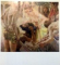 LOVIS CORINTH von MECHTHILD FRICK , 1976