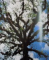 MAYA , DIVINE KINGS OF THE RAIN FOREST EDITED by NIKOLAI GRUBE , 2006