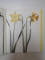 MR. MARSHAL'S FLOWER BOOK BEING A COMPENDIUM OF THE FLOWER PORTRAITS OF ALEXANDER MARSHAL  2008