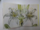 MR. MARSHAL'S FLOWER BOOK BEING A COMPENDIUM OF THE FLOWER PORTRAITS OF ALEXANDER MARSHAL  2008