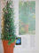 PLANTE IN VASE PENTRU TOATE ANOTIMPURILE , 2001