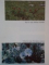 PLANTE UNICE IN PEISAJUL ROMANESC de TUDOR OPRIS ,1990