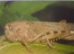 PRIMA MEA ENCICLOPEDIE CU WINNIE URSULETUL SI PRIETENII SAI, VOL. III INSECTE SI PAIANJENI, 2009