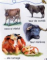 RECUNOASTETI ANIMALELE DE LA FERMA , ilustratii de FERNANDO FERNANADEZ si FRANCISCO ARREDONDO