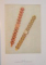 ROLEX, TIMELESS ELEGANCE de GEORGE GORDON