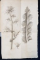 Romanarum Plantarum Fasciculus Alter: Accedit Enumeratio Plantarum Sponte Nascentium In Ruderibus Amphiteatri Flavii, Auctore Antonio Sebastiani - Roma, 1815