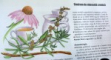 READER ' S DIGEST , SANATATE CU TRATAMENTE ( TERAPII ) NATURISTE , 2004