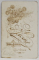 STUDIO FOTO S. KORN , BUCURESTI , DOMN CU CRAVATA , FOTOGRAFIE C.D.V. , CCA. 1900