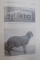STUDIU DESPRE ANIMALELE DOMESTICE DIN ROMANIA de N. FILIP, G. MANOLESCU  1912