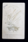 TANAR CU MUSTATA SI PAPION , POZAND IN STUDIO , FOTOGRAFIE TIP C.D.V. , LIPITA PE CARTON , MONOCROMA, PE HARTIE LUCIOASA , DATATA 1897