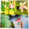THAILANDA, FOTOCARTE