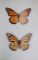 THE BUTTERFLIES OF INDIANA by ERNEST M. SHULL , 1987