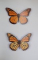 THE BUTTERFLIES OF INDIANA by ERNEST M. SHULL , 1987